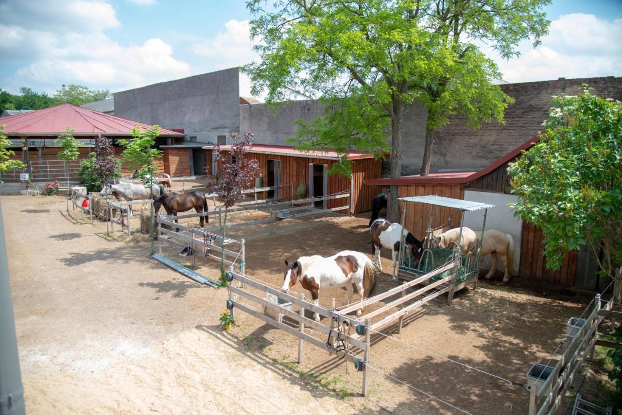 Ranchzimmer Am Hippo-Campus Reit- Und Therapiezentrum Deutsch Haslau 外观 照片