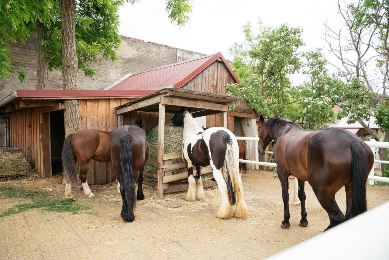 Ranchzimmer Am Hippo-Campus Reit- Und Therapiezentrum Deutsch Haslau 外观 照片